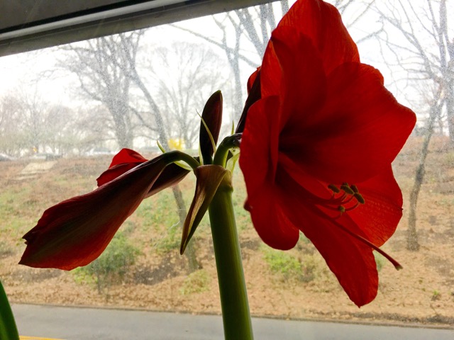 Arnold&acute;s Amaryllis