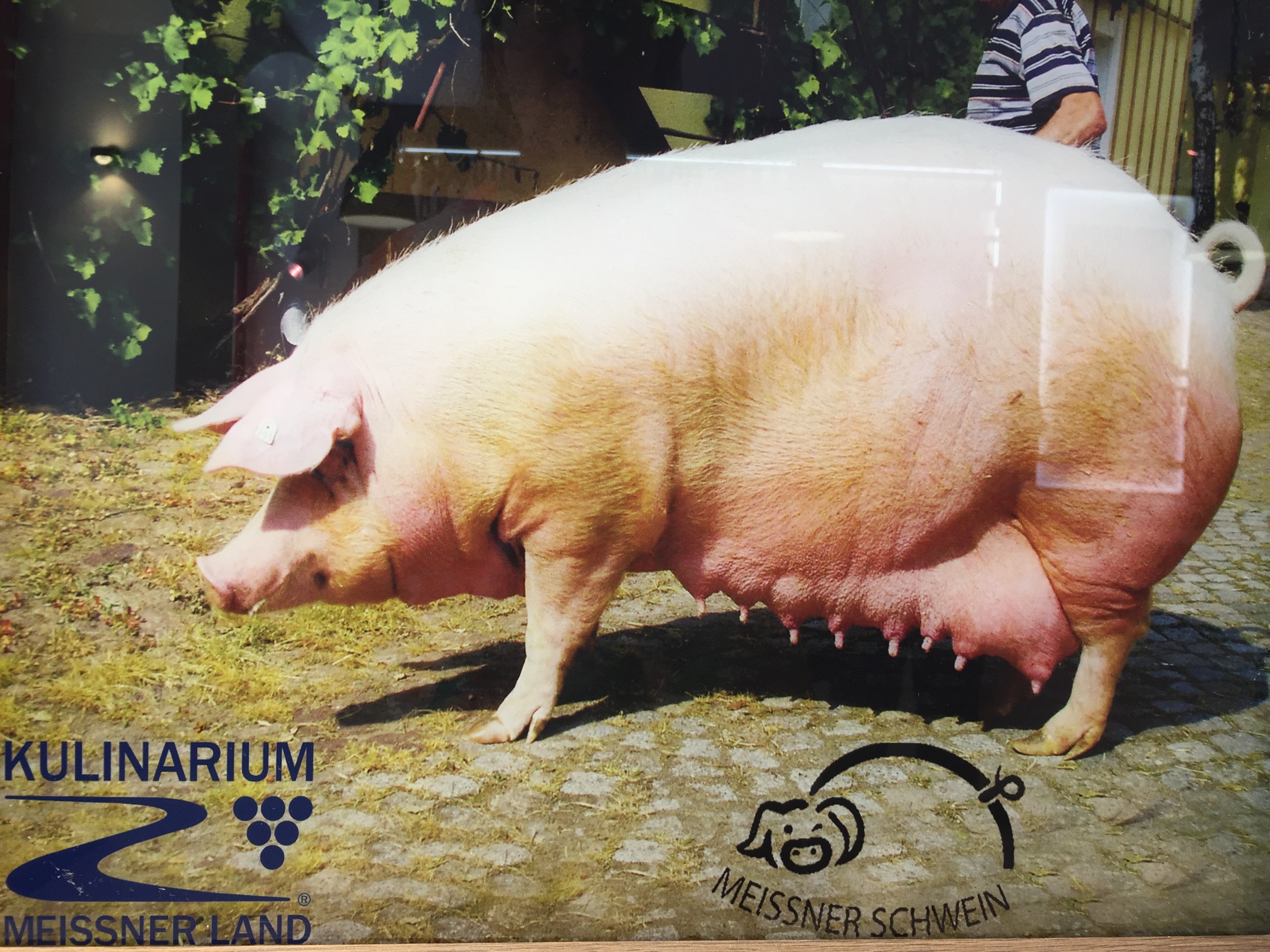 Tradition seit 1888. https://www.meissner-schwein.de/