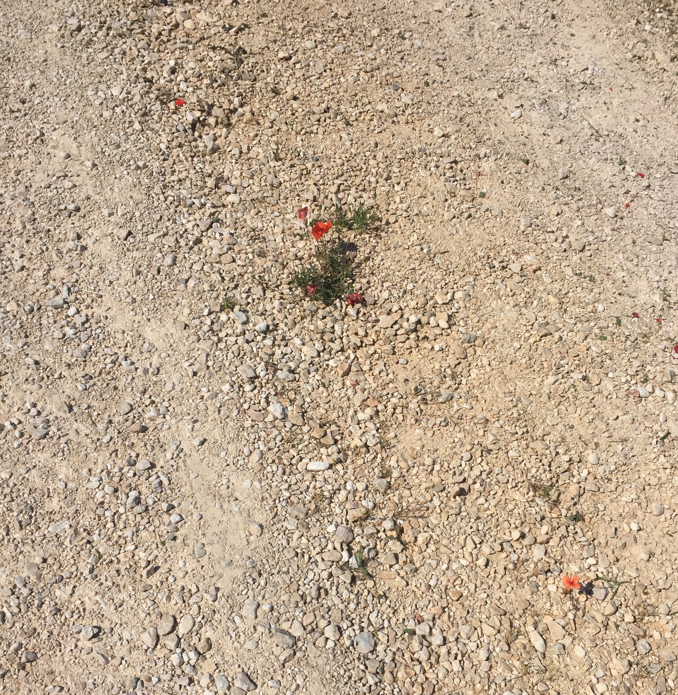 Einbruch - Mohn nistet sich auf provencalischen Kiesweg ein