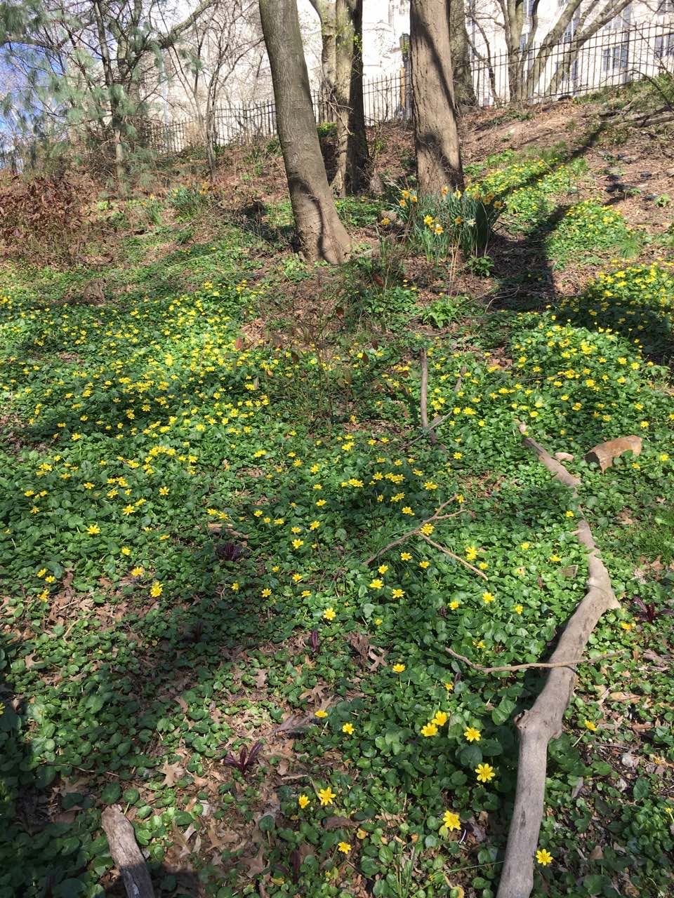 Riverside Park NYC 5.4.2020